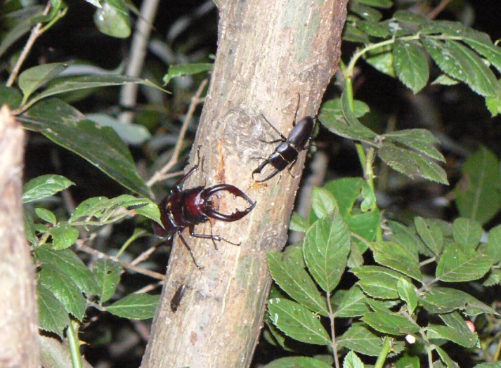 川縁のヤナギ(左)_ノコギリクワガタ1♂コクワガタ1♂_2021年6月18日20時10分頃 気温23度